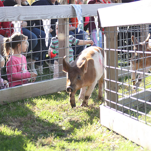 Fall Festival and activities at Appleberry Orchard.