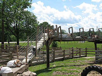 The petting farm and play area are available to the students on educational field trips to Appleberry Orchard in Donnellson, Iowa. 