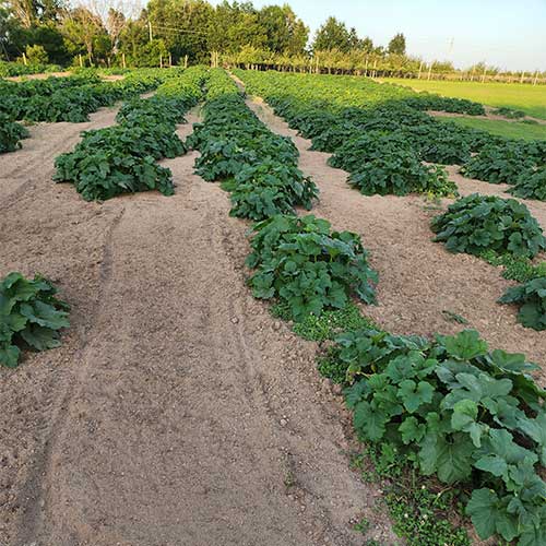 Pre-picked pumpkins in Lee County, Iowa