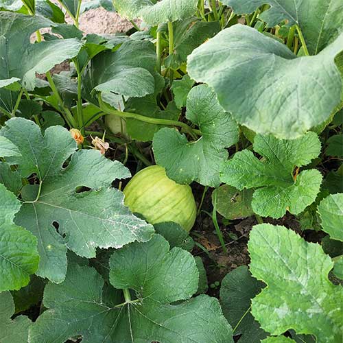 Pre-picked pumpkins in Lee County, Iowa