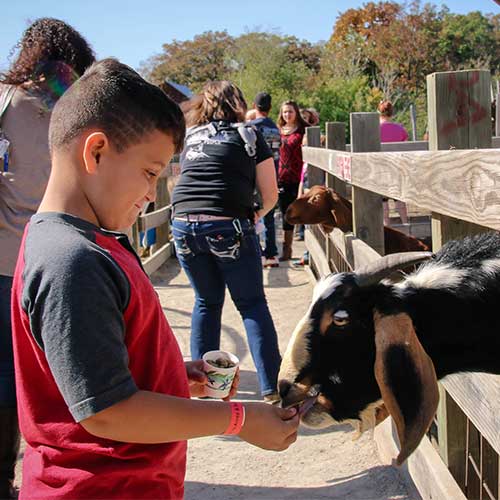 Petting zoo, play areas, and family fun at Appleberry Orchards.