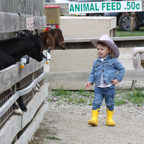 Fall Festival and activities at Appleberry Orchard.