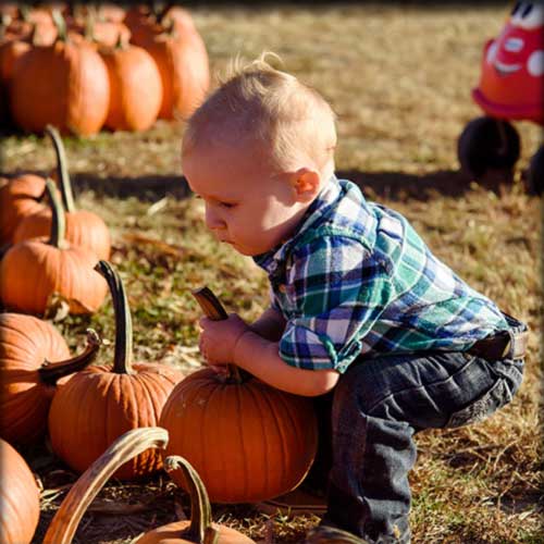 Pre-picked pumpkins in Lee County, Iowa